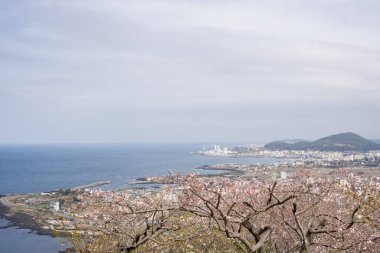 Jeju şehrinin panoramik manzarası. Kore Jeju Adası 'ndaki Byeoldobong Oreum' dan kiraz çiçekleri.