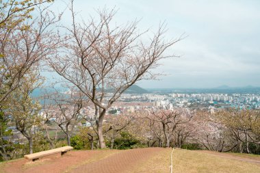 Jeju şehrinin panoramik manzarası. Kore Jeju Adası 'ndaki Byeoldobong Oreum' dan kiraz çiçekleri.