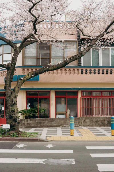 Jeju Island Korea March 2022 Jeonnong Cherry Blossoms Road — Stock Photo, Image