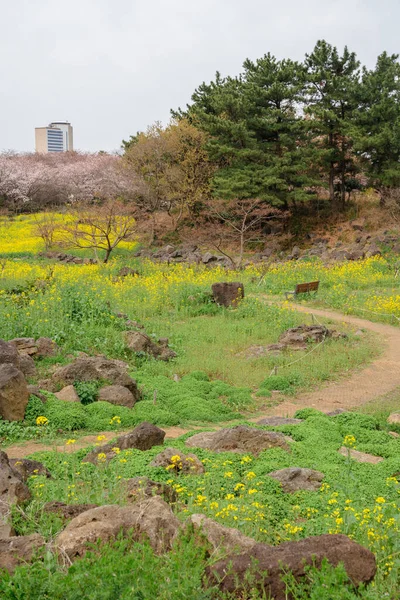 Весна Парку Сінсан Острові Чеджу Корея — стокове фото