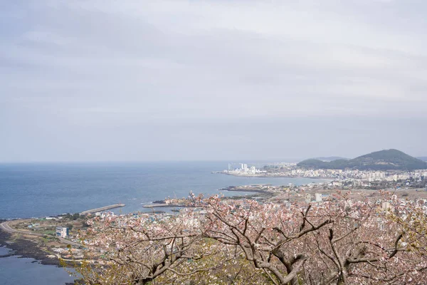 Panoramatický Pohled Jeju Město Třešňovými Květy Byeoldobong Oreum Ostrově Jeju — Stock fotografie