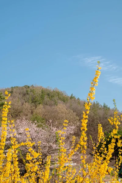 Spring Sangdangsanseong Natural Recreational Forest Cheongju Korea — Foto de Stock