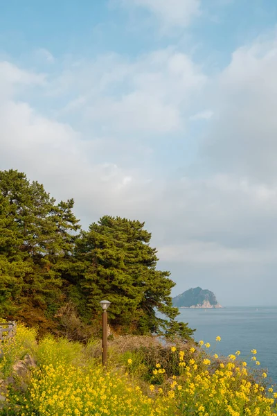 Mer Avec Fleur Viol Jaune Parc Jaguri Île Jeju Corée — Photo