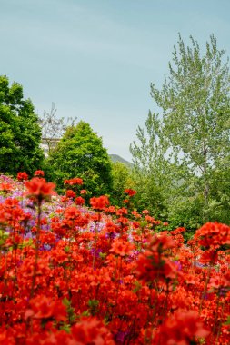 Kore, Gunpo 'da Royal Azaleas Hill Park çiçek festivali