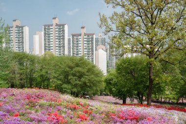 Kore, Gunpo 'da Royal Azaleas Hill Park çiçek festivali