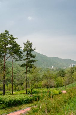 Chomakgol Eco Park. Kore, Gunpo 'da yeşil doğa manzarası.