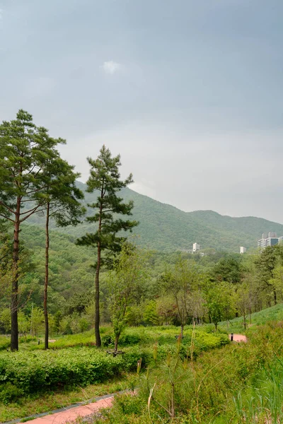 Chomakgol Eco Park Green Nature Scenery Gunpo Korea — ストック写真