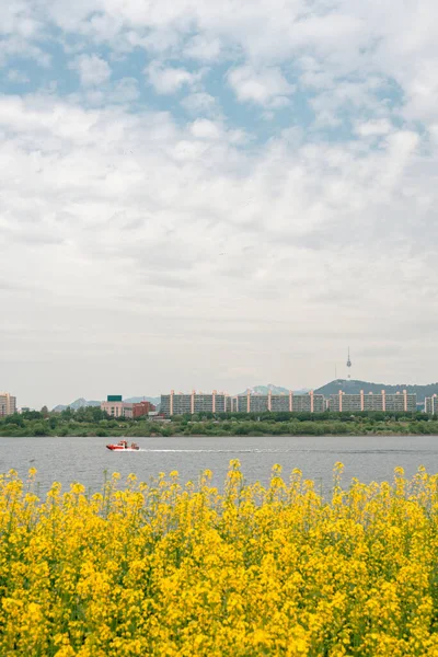 Yellow Rape Flower Field City View Banpo Han River Park —  Fotos de Stock