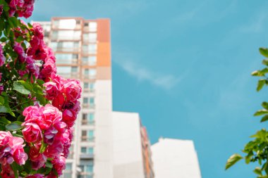 Jungnang Gül Parkı, Seul Gül Festivali Seul, Kore 'deki Jungnangcheon deresi boyunca