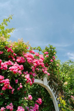 Jungnang Gül Parkı, Seul Gül Festivali Seul, Kore 'deki Jungnangcheon deresi boyunca