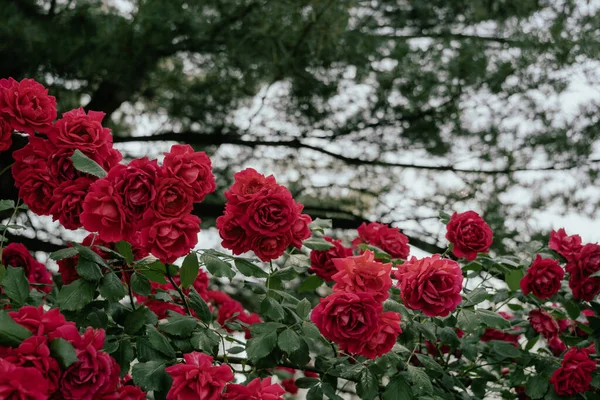 Jungnang Rose Park Seoul Rose Festival Longo Jungnangcheon Stream Seul — Fotografia de Stock