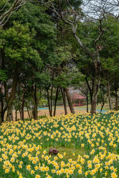 Hala Arboretum Ανθοπωλείο Στο Νησί Jeju Κορέα — Φωτογραφία Αρχείου
