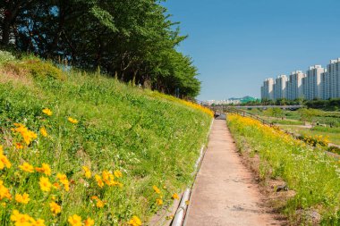 Anyangcheon dere parkı baharda Seul, Kore 'de.