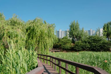 Seul, Kore 'deki New Guro Ekoloji Parkı' nda yeşil orman yolu.