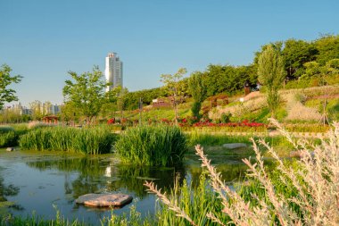 Anyangcheon dere parkı baharda Seul, Kore 'de.