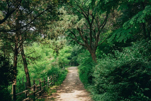 Yeonhui Dong Gung Dong Park Verde Camino Forestal Seúl Corea —  Fotos de Stock