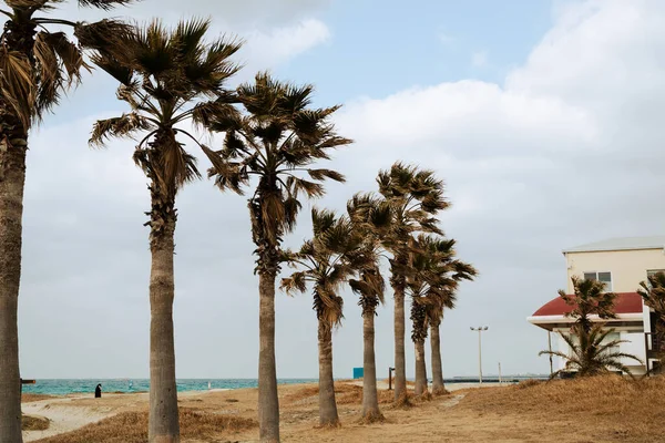 Hyeopjae Beach Palm Tree Jeju Island Korea — Foto de Stock