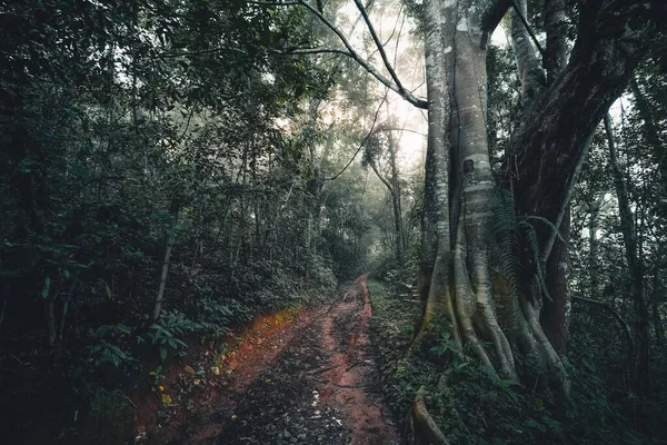 Droga Gruntowa Wchodzi Lasu Deszczowego Rano Droga Leśna — Zdjęcie stockowe