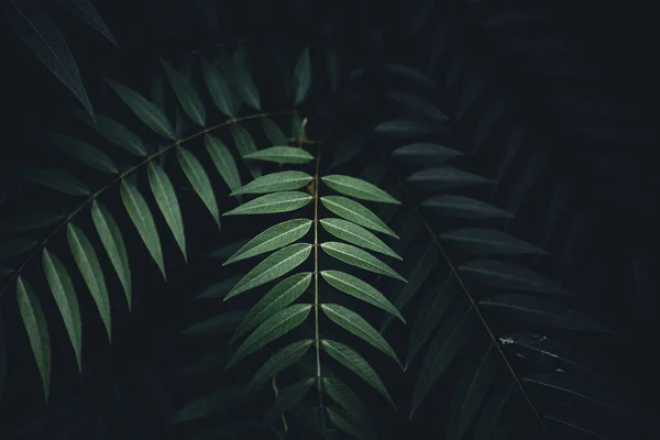 Primer Plano Hojas Verdes Oscuras Fondo Negro — Foto de Stock