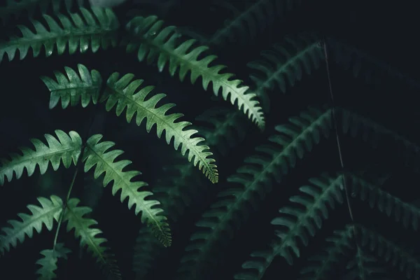 濃い緑色の葉のクローズアップ黒の背景 — ストック写真