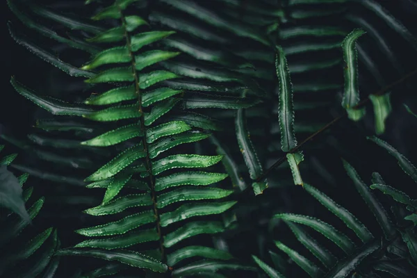 濃い緑色の葉のクローズアップ黒の背景 — ストック写真