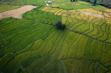 Yağmur mevsiminde yeşil pirinç tarlaları Kırsal kesimde
