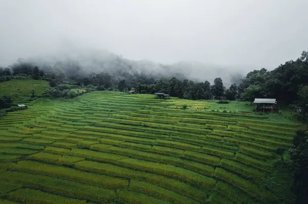 Rice Rice Fields Rainy Foggy Days Asia — Stock Photo, Image