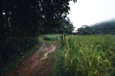 Yeşil pirinç tarlasında bir kulübede, dinlenin, yağmurda dinlenin.