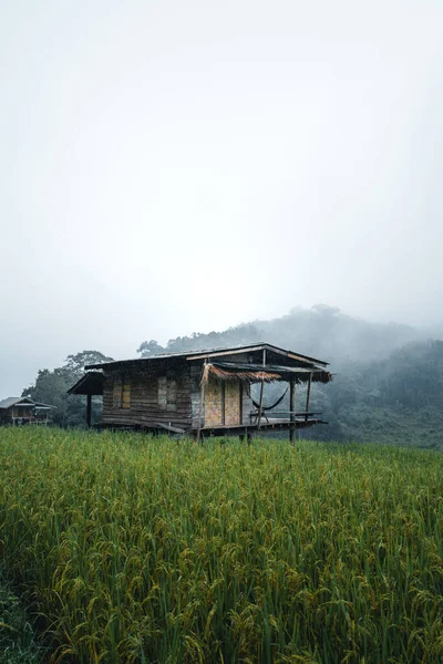Chýši Zeleném Rýžovém Poli Den Odpočinku Odpočinku Dešti — Stock fotografie
