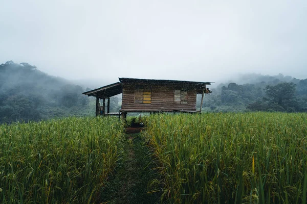 Μια Καλύβα Ένα Χωράφι Ρύζι Μέρα Ξεκούρασης Αναπαύσου Στη Βροχή — Φωτογραφία Αρχείου