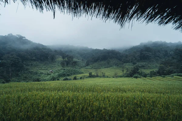 Una Cabaña Campo Arroz Verde Día Descanso Descanso Bajo Lluvia —  Fotos de Stock