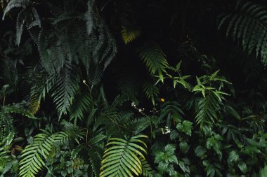 Koyu yeşil yaprakların yakın plan siyah arkaplan