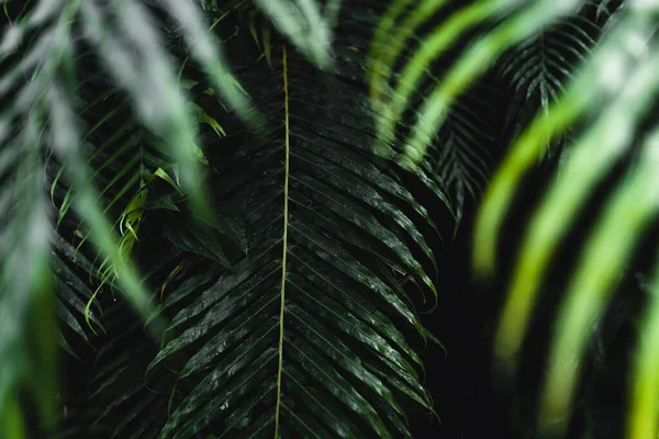 Close Verde Escuro Folhas Fundo Preto — Fotografia de Stock