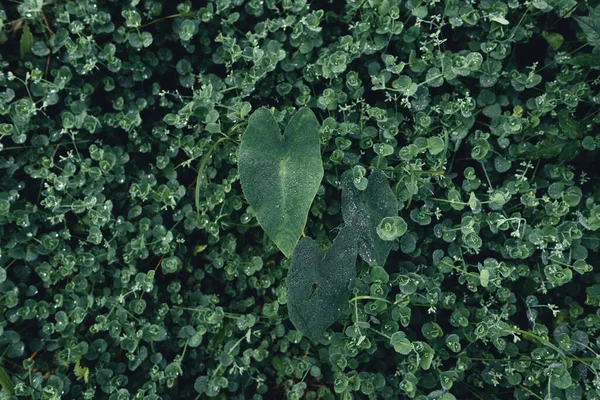 Gros Plan Des Feuilles Vert Foncé Fond Noir — Photo