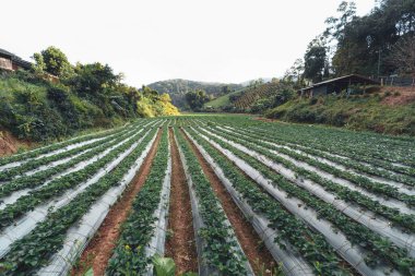 Kırsal bir köyde, açık havada çilek çiftliği, çilek ekimi.