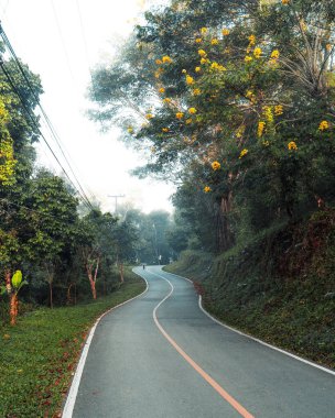 Ağaçlar ve doğa sabah, ağaçlar ve doğa yaz sabahı