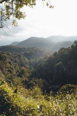 Ağaçlar ve doğa sabah, ağaçlar ve doğa yaz sabahı