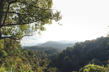 Ağaçlar ve doğa sabah, ağaçlar ve doğa yaz sabahı