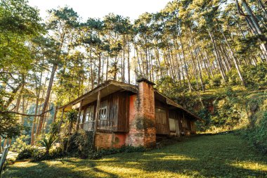 Orman ve sonbahar yaprakları renk değiştiriyor..