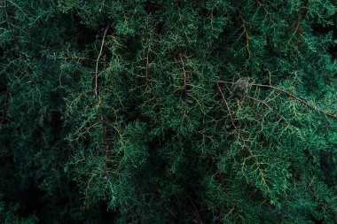 Ormanda çam kozalakları ve çam yaprakları, Noel süslemeleri