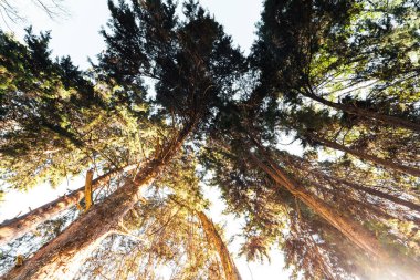 Orman sabah ışığı ve sis ağaçlarda, yeşil orman