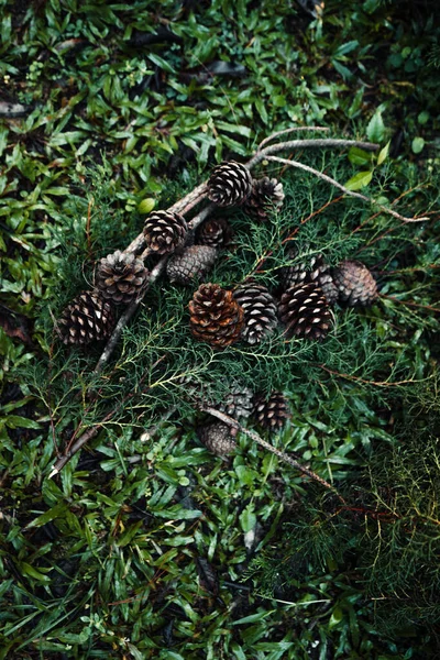 Cônes Pin Feuilles Pin Dans Forêt Décorations Noël — Photo