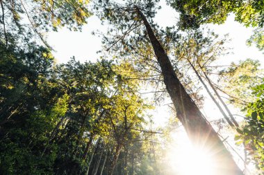 Orman sabah ışığı ve sis ağaçlarda, yeşil orman