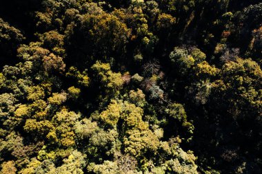 Bulutların üzerinde uçuyor güneş doğuyor ve sis tepede