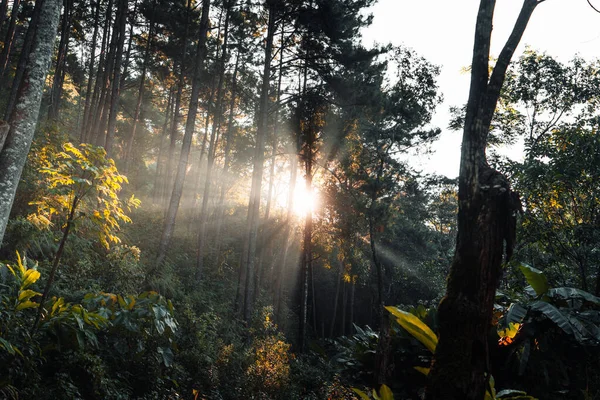 Bosque Luz Mañana Niebla Los Árboles Bosque Verde —  Fotos de Stock