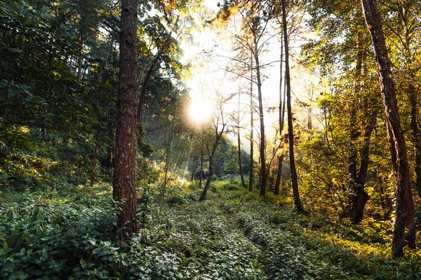 Forest Morning Light Fog Trees Green Forest — Stock Photo, Image