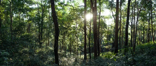 Лес Утреннем Свете Туман Деревьях Зеленый Лес — стоковое фото