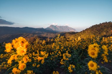 Mountain view and yellow flowers in the evening,Doi Luang