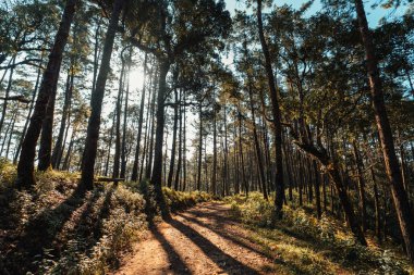 Mountains and Asian forests in the morning,camping