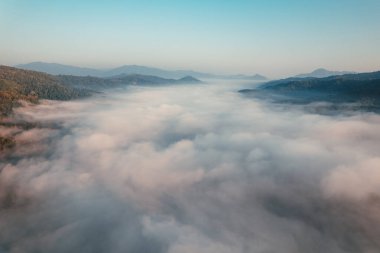 golden morning fog in the forest and the road in the forest